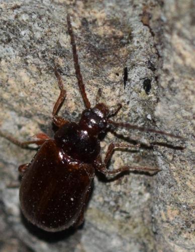 Réf. 295 588 : Gonodera luperus